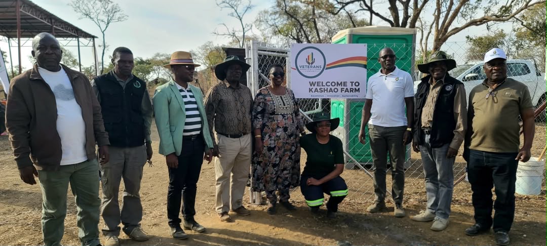 Cattle managed under the Veterans Agriculture Company livestock programme